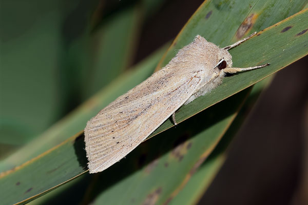 Large Wainscot